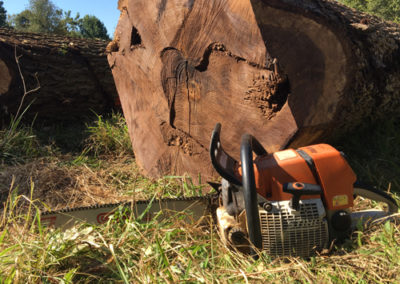 Chainsaw next to walnut tree