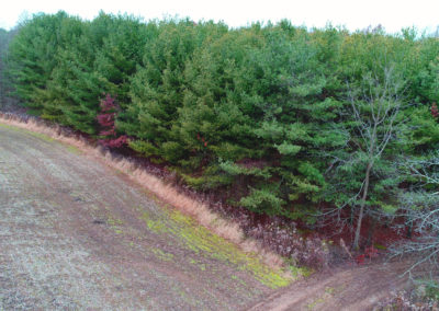 AJ Logging Trees Harvesting