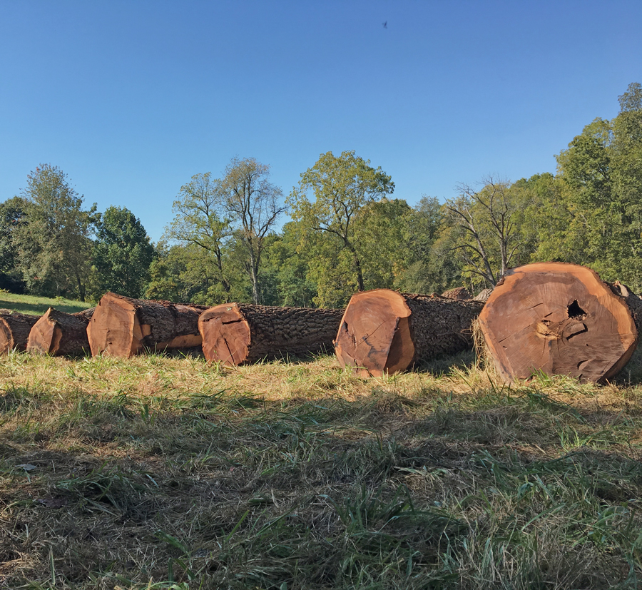 Our Lumber Mill- Our Story