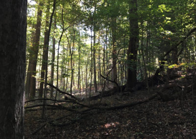 A woods after tree harvest- AJ Logging