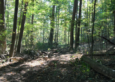 A woods after tree harvest- AJ Logging