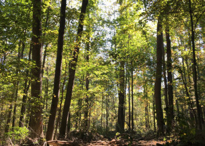 A woods after tree harvest- AJ Logging