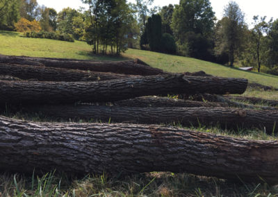 Walnut Trees